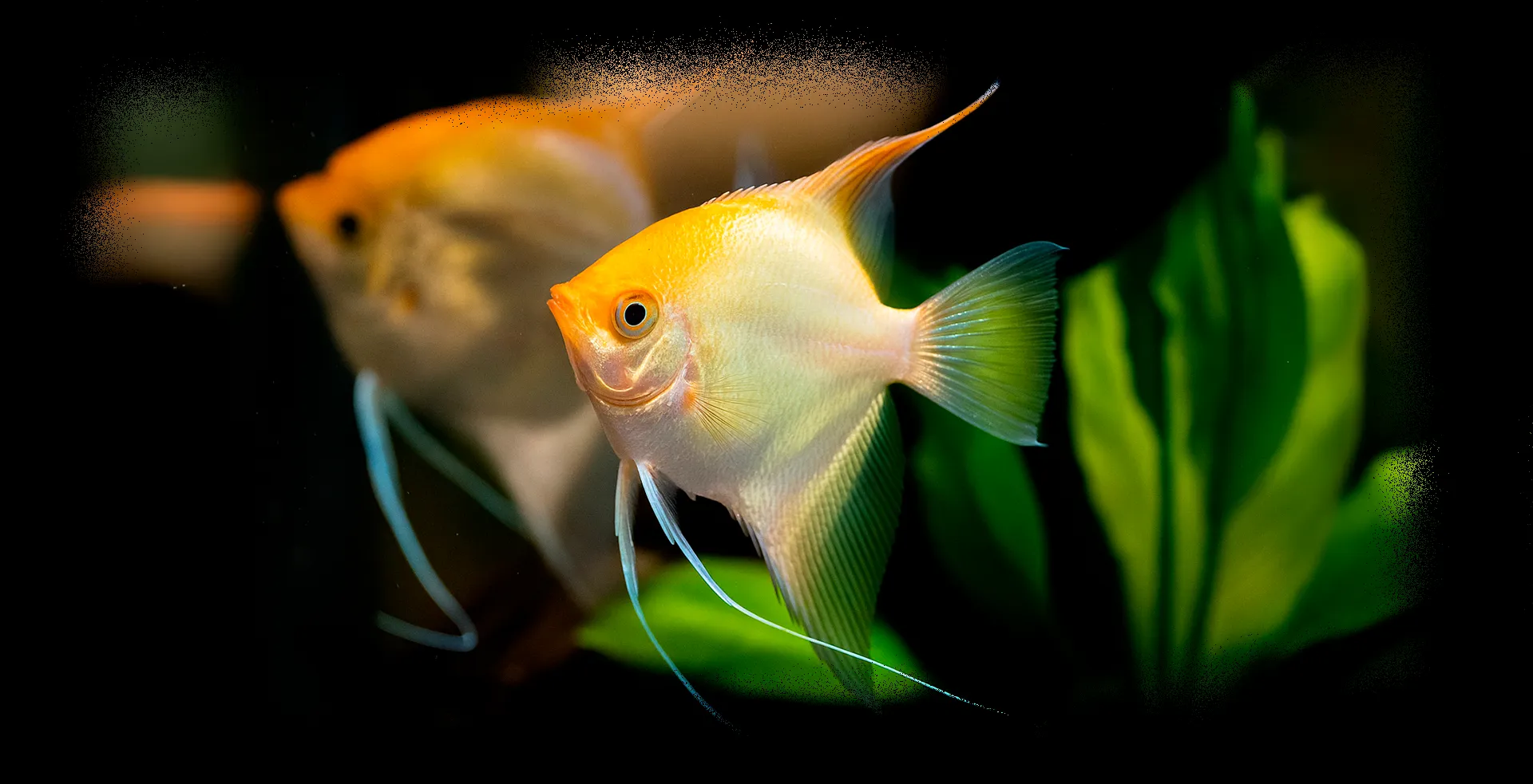 Imagem de fundo de Acará Bandeira - Poytara